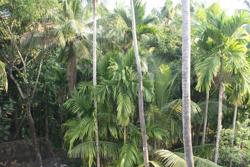 Greenview Homestay Kochi Camera foto